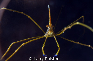 Arrow crab in Roatan D300-60mm, f22, 1/160 by Larry Polster 